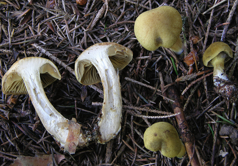 Un Cortinarius.....montano.